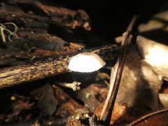 Mycena chlorophos