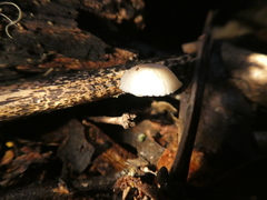 Mycena chlorophos