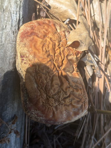 iNaturalist observation photo of Mushrooms, Bracket Fungi, Puffballs, and Allies