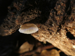 Mycena chlorophos