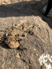 Latrodectus hasselti
