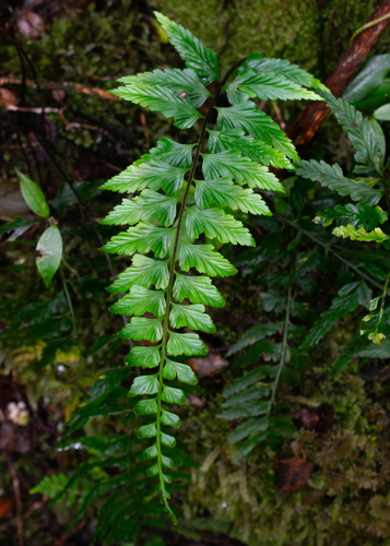 Asplenium lobulatum observed 2025-07-29