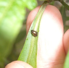 Psylliodes brettinghami