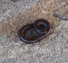 Batrachoseps gavilanensis