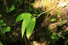Epipactis papillosa