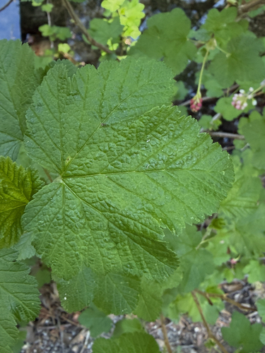 iNaturalist observation photo of mountain pink currant