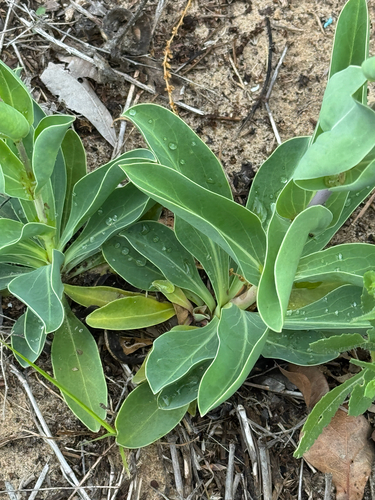Penstemon murrayanus, photograph 4