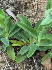 (c) Chet Burrier, some rights reserved (CC BY) Penstemon murrayanus, photograph (c) Chet Burrier, some rights reserved (CC BY)