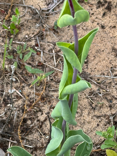 Penstemon murrayanus, photograph 3