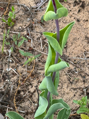 (c) Chet Burrier, some rights reserved (CC BY) Penstemon murrayanus, photograph (c) Chet Burrier, some rights reserved (CC BY)