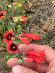 (c) Chet Burrier, some rights reserved (CC BY) Penstemon murrayanus, photograph (c) Chet Burrier, some rights reserved (CC BY)