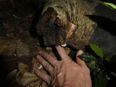 Mycena chlorophos