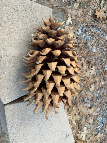 iNaturalist observation photo of Coulter pine