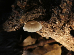 Mycena chlorophos