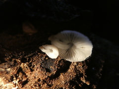 Mycena chlorophos