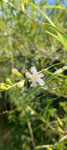 Citharexylum amabile (Citharexylum amabile)
