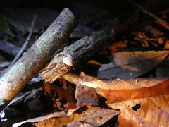 Mycena chlorophos