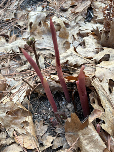 iNaturalist observation photo of monocots