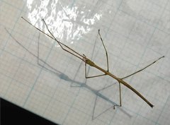 Clitumninae