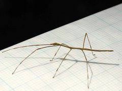 Clitumninae