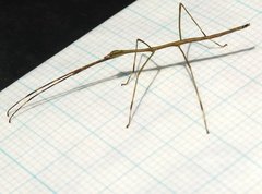 Clitumninae