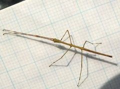 Clitumninae