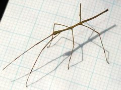 Clitumninae