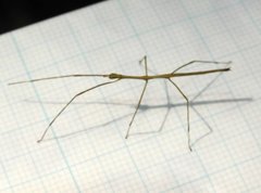 Clitumninae