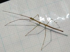 Clitumninae