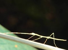 Clitumninae
