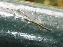 Clitumninae