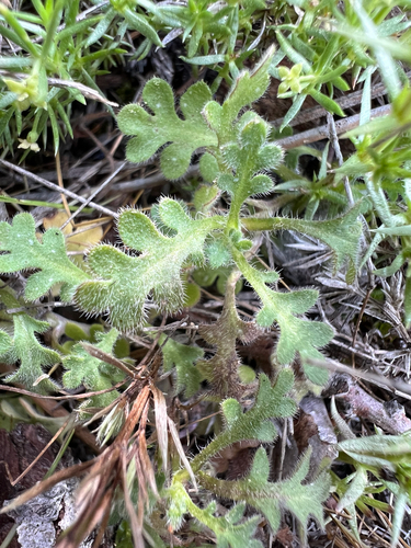Nemophila pedunculata, photograph 3