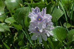 Pontederia crassipes