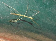 Clitumninae