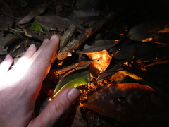 Mycena chlorophos