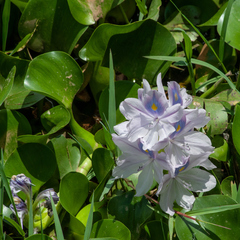 Pontederia crassipes