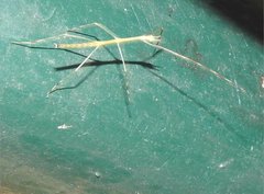 Clitumninae