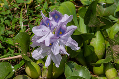 Pontederia crassipes