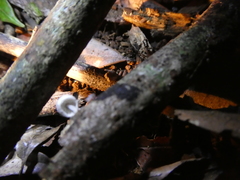 Mycena chlorophos