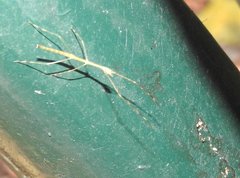 Clitumninae