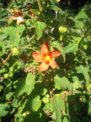 Pavonia missionum