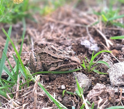 Wrestler Frog