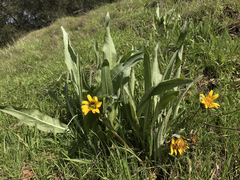 Wyethia helenioides