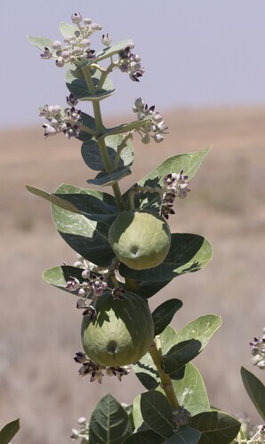 giant milkweed