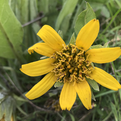 Wyethia helenioides