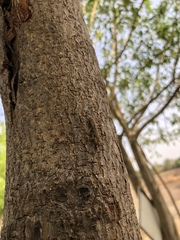 Humbertiella indica