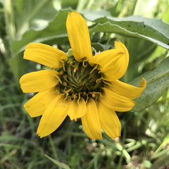 Wyethia helenioides