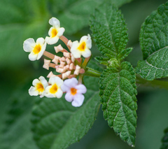 Lantana camara