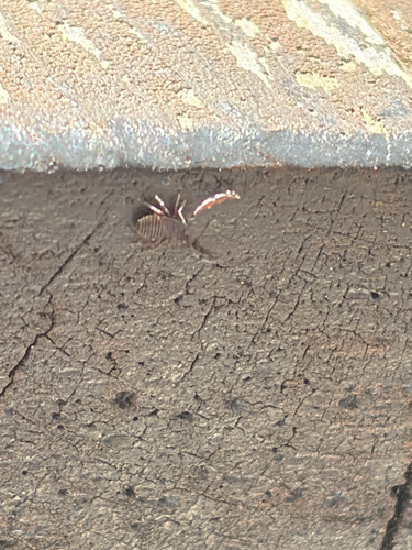 iNaturalist observation photo of Cheliferoidea