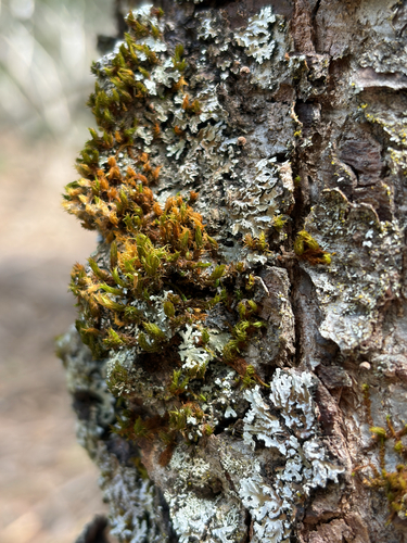 iNaturalist observation photo of Lyell's Bristle-moss